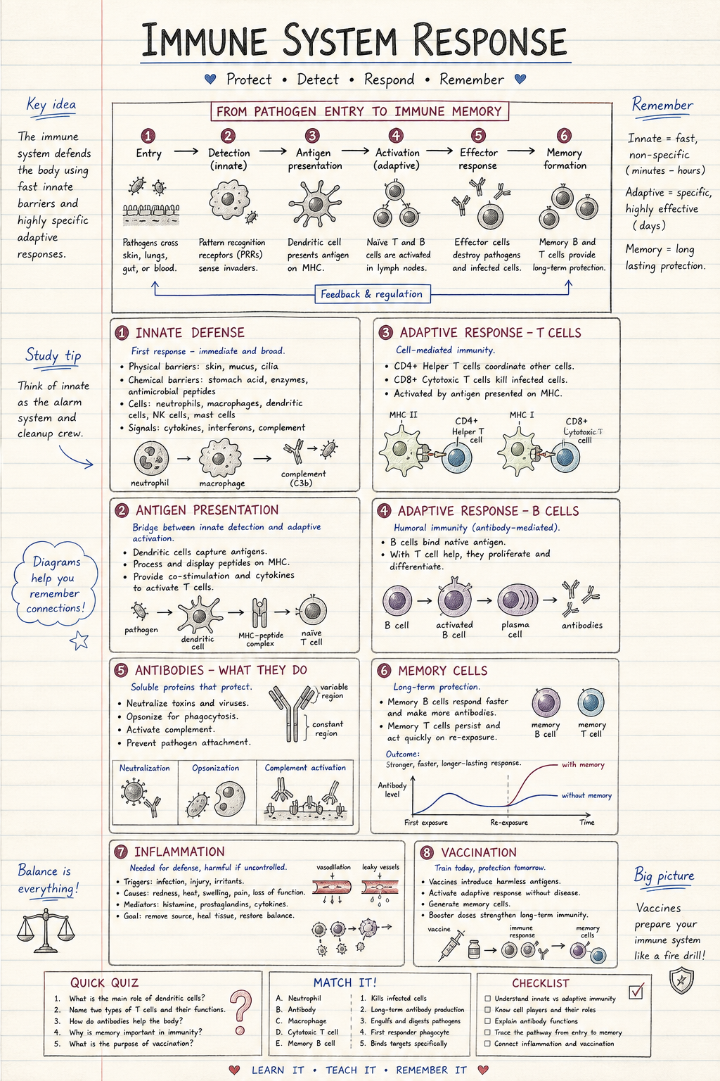 Cached Anayati pencil-style revision sheet about the immune system response